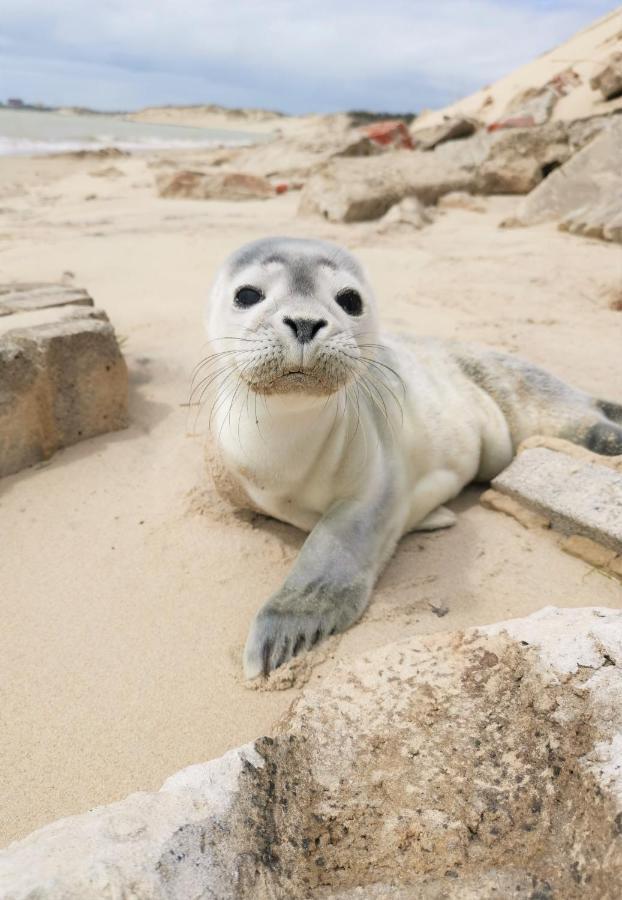 Cozy D'Opale Charmant T1 Bord De Mer Cour Privee Et Clot Wifi 3 Pers Animaux Acceptes Gratuit Apartment Berck Bagian luar foto